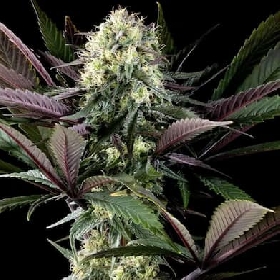 Apple Fritter > Kannabia Seeds